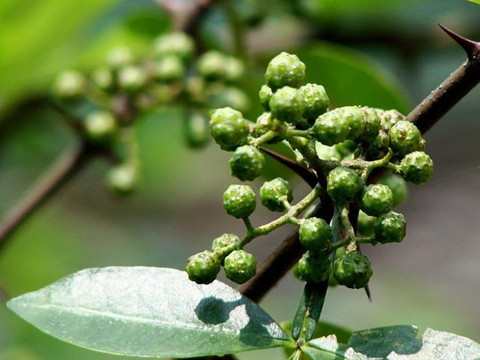 “青花椒”注冊在餐飲服務(wù)上究竟缺顯嗎？