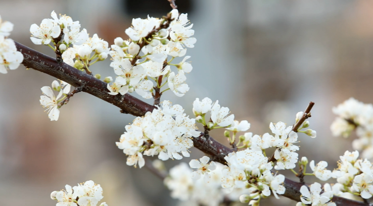 節(jié)日IP記 | 雨水：雨落 花開(kāi)！