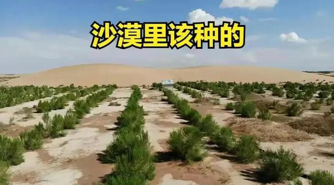 從專利申請的角度淺析沙漠種樹技術