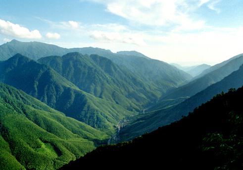 從金駿眉市場亂象 看紅茶行業(yè)知識產(chǎn)權(quán)保護(hù)的不足