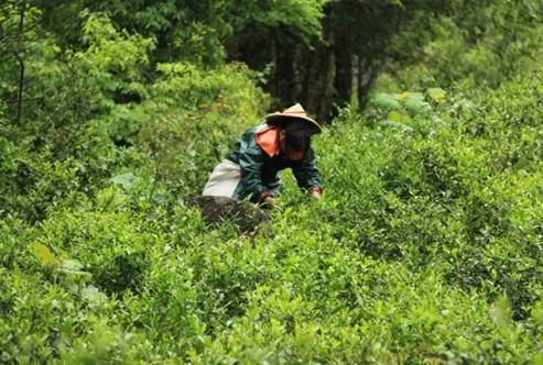 從金駿眉市場亂象 看紅茶行業(yè)知識產(chǎn)權(quán)保護(hù)的不足